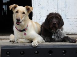 #11 Shop dogs - not for sale